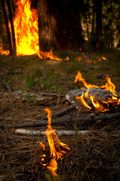 Firefighters in Washington state, USA prescribed burns in the area.