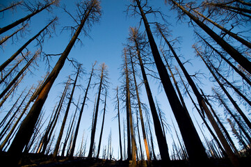 A forest of burned trees at sunset, Mt. Hood Oregon.