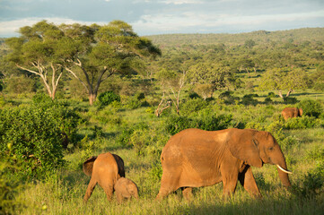 A herd of wild African elephants grazing at sunset at Tarangire National Park in Tanzania