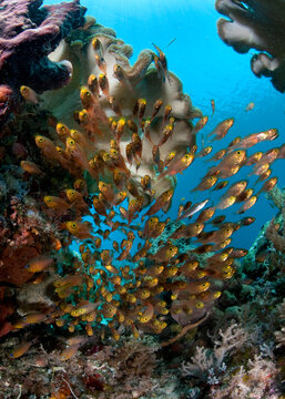 A school of golden sweepers swims though the reefs of Raja Ampat.