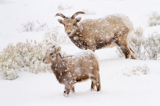 A bighorn sheep ewe watches her lamb walk through snow in a snow storm in the National Elk Refuge near Jackson, Wyoming.