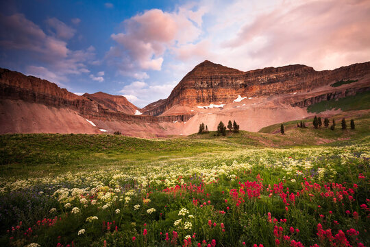 Wild flowers and sunset at Mt. Timpanogos in the Rocky Mountains of Utah.