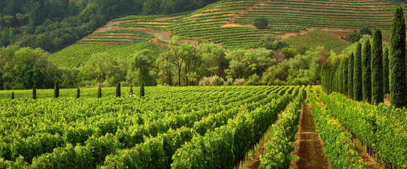 Vineyards of wine country in the early morning light.