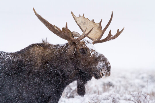 A bull moose stands in a snow storm covered in snow in Grand Teton National Park, Wyoming.