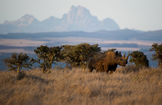 Black Rhino, Lewa Wildlife Conservancy, Kenya