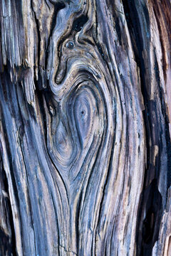 The lines of a driftwood log create shapes, patterns and textures in La Conner Washington.