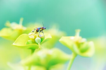 Insecto sobre flor amarilla con un fondo verde