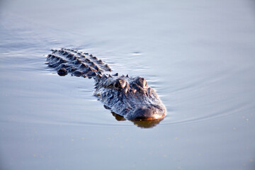 American alligator in the water, Brazos bend state park, Texas