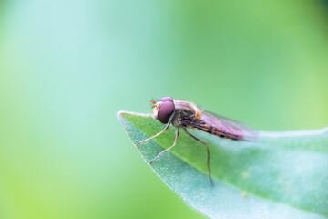 Mosca posada en una hoja con fondo verde desenfocado