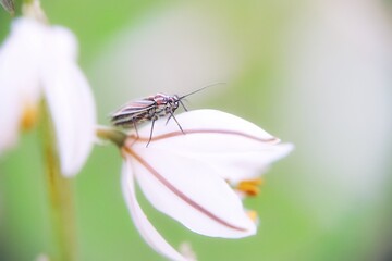 Insecto sobre flor blanca con fondo verde desenfocado