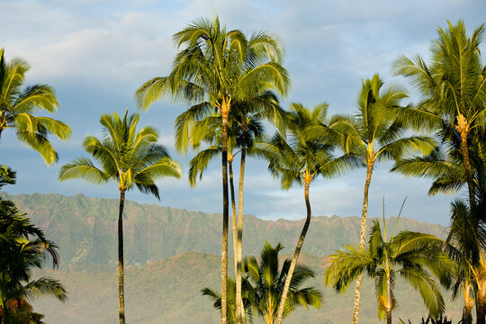 Palm trees and volcanic ridges as seen from Hanalei Beach on the north shore of Kauai. Hawaii.