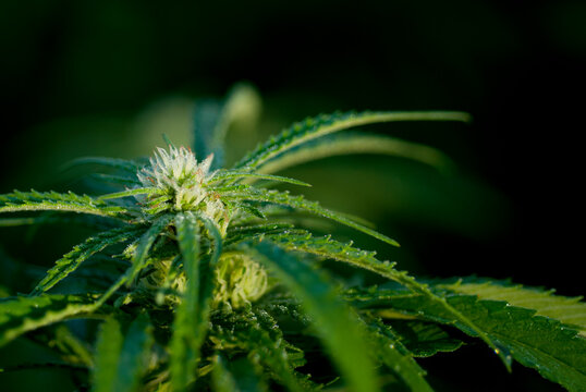 A marijuana plant growing outdoors somewhere near Mendocino, CA.