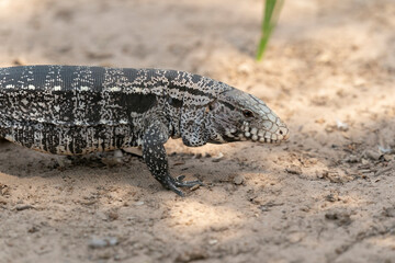 The Argentine black and white tegu (Salvator merianae)
