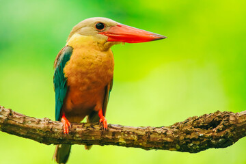 Kingfisher on a branch in the forest of Thailand