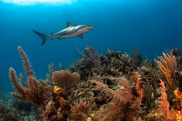 Cuba, Camaguey. Reef shark swimming over a coral reef at Jardines de la Reina.