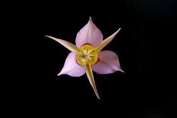 A simple Mariposa Lily flower reveals its shape and color on a black background.
