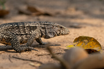 The Argentine black and white tegu (Salvator merianae)