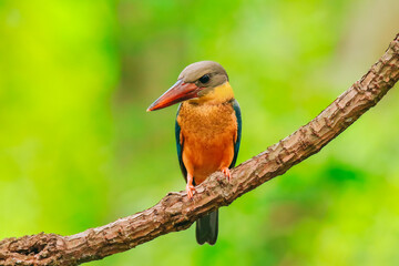 Kingfisher on a branch in the forest of Thailand