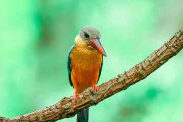 Kingfisher on a branch in the forest of Thailand