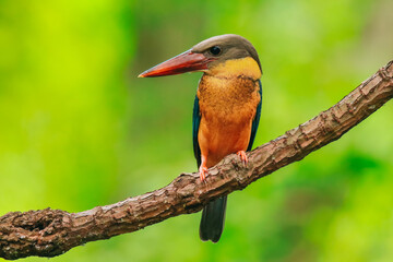 Kingfisher on a branch in the forest of Thailand