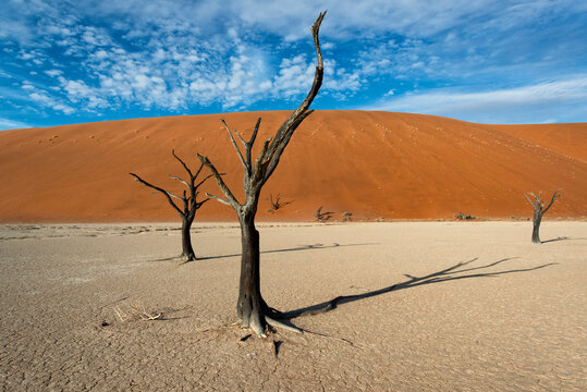900 year old trees in Dead Vlei, Sossusvlei, Namib-Naukluft National Park, Namibia.