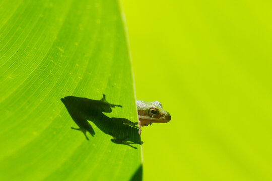 A green tree frog peeks out from alligator flag in Corkscrew Swamp Sanctuary, Naples, Florida.