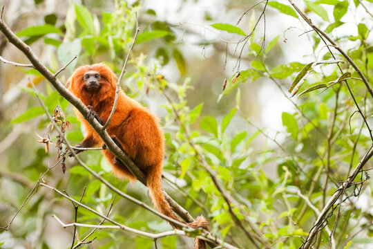 Brazil, Brasil. A wild golden lion tamarin, Leontopithecus rosalia. Porras das Antas Biological Reserve.