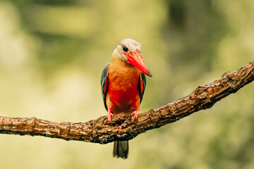 Kingfisher on a branch in the forest of Thailand