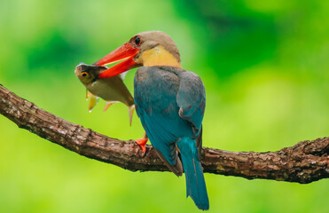 Kingfisher on a branch in the forest of Thailand