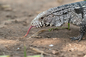 The Argentine black and white tegu (Salvator merianae)