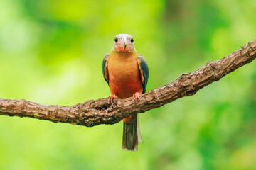 Kingfisher on a branch in the forest of Thailand