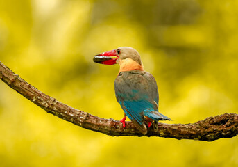 Kingfisher on a branch in the forest of Thailand