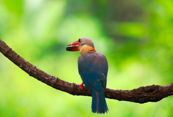 Kingfisher on a branch in the forest of Thailand