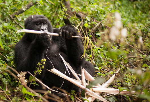 A wild mountain gorilla at Virunga National Park in the Democratic Republic of the Congo