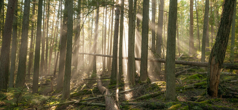 Morning light and fog amidst an old growth cedar forest. Glacier National Park, Montana.
