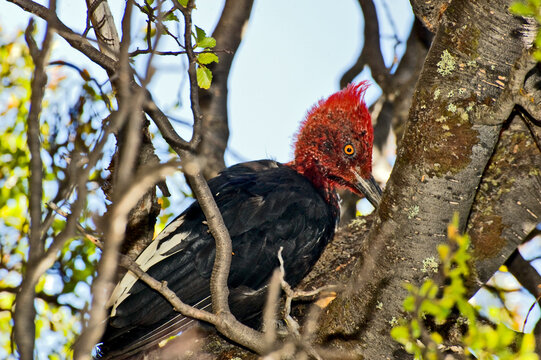 A carpintero gigante, a Magellanic Woodpecker (Campephilus magellanicus) in the Fitz Roy Range of Patagonia, Argentina.