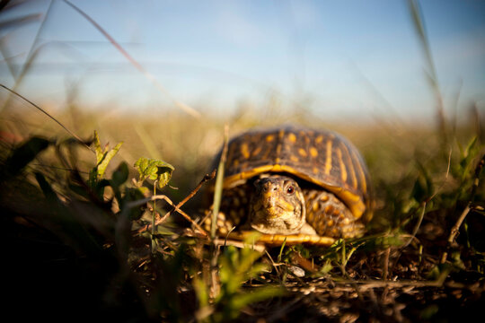 With just a little looking, visitors can find box turtles meandering along the trails of Tallgrass Prairie National Preserve in Kansas.