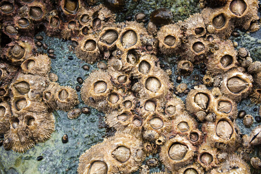 Acorn barnacles and limpets at Tsuquadra Point, West Coast Trail, British Columbia, Canada.