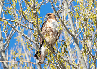 Closeup Portrait of a Red-Tailed Hawk sitting atop a budding tree in the Springtime with a beautiful, deep blue sky in the background.