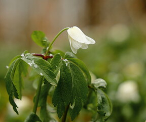 Pierwsze wiosenne kwiaty