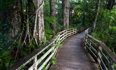 The boardwalk along Corkscrew Swamp Sanctuary in Naples, Florida.