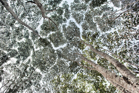 A Canopy Of Trees In The Amazon Basin Of The Peruvian Rain Forest Located In The Buffer Zone To The Tambopata National Reserve.