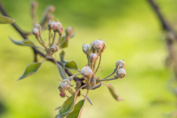 buds of a willow