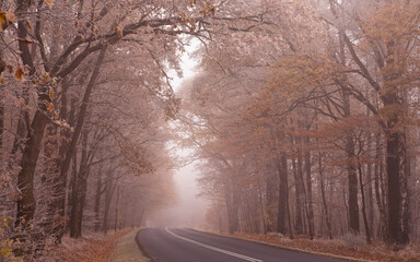 road in the frozen forest