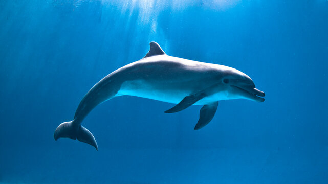Portrait of a dolphin under the sun rays.