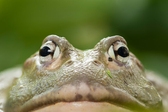 Captive African bullfrog, Pyxicephalus adspersus. Range: eastern and southern Africa.