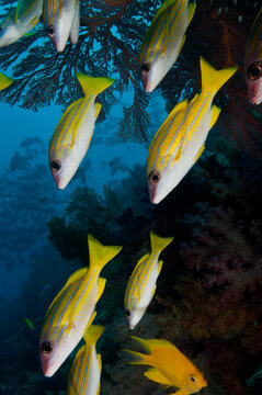 Bluelined snapper on the reefs of Fiji.