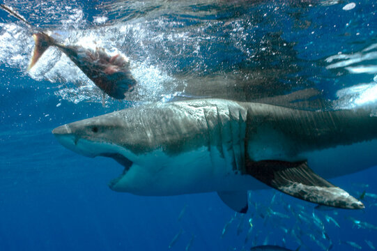 A great white shark in the waters of Isla Guadalupe, Mexico