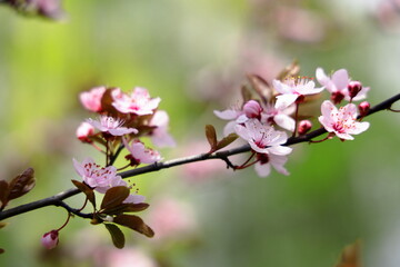 Fototapeta na wymiar Wiosenne kwitnienie