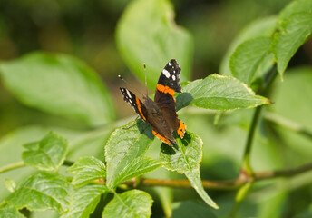 Fototapeta na wymiar Red admiral butterfly (Vanessa Atalanta) perched on green leaf in Zurich, Switzerland